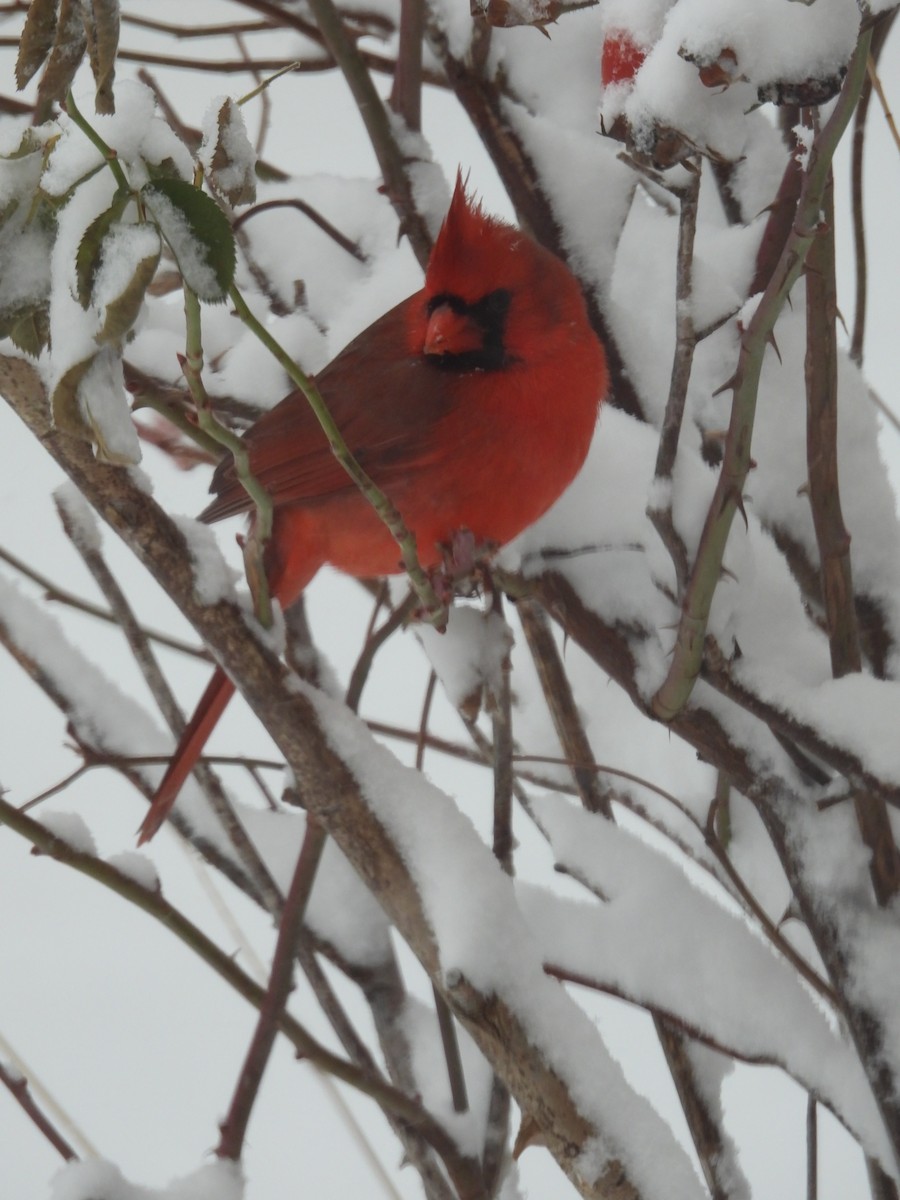 Northern Cardinal - ML646321683
