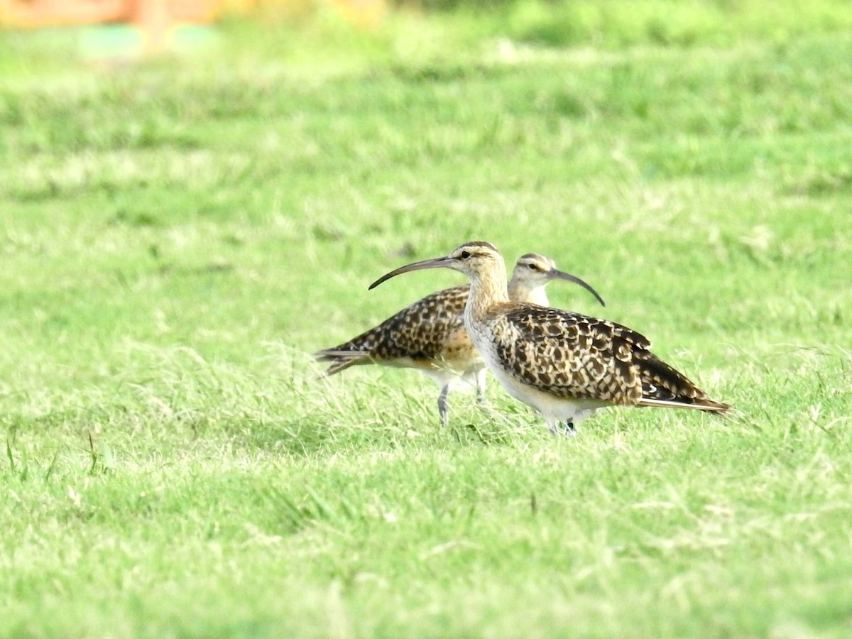 koliha aljašská - ML646321686