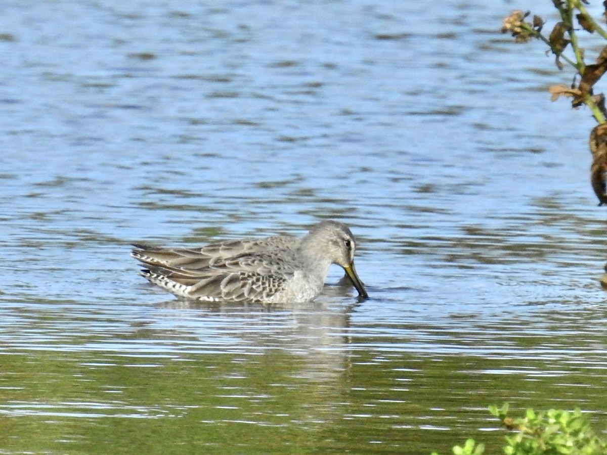 slukovec dlouhozobý - ML646321693