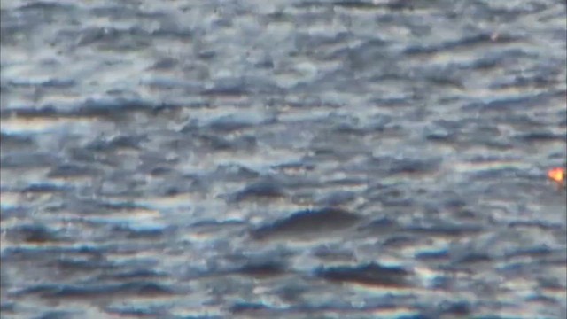 Буурал шунгуур - ML646321694