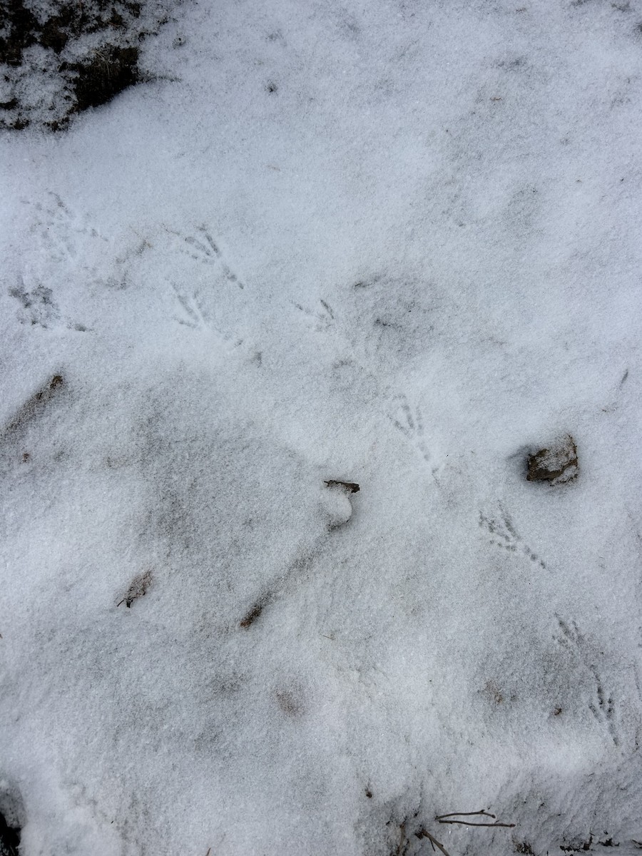 kragejerpe - ML646321695