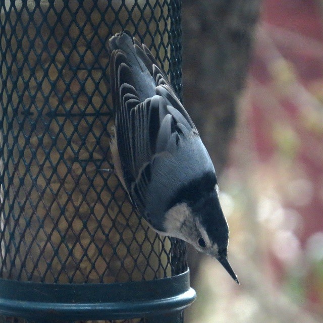 White-breasted Nuthatch - ML646321696