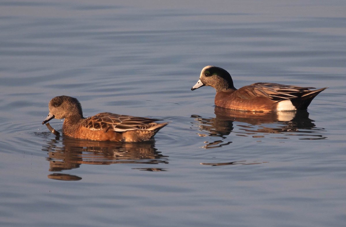 American Wigeon - ML646321698
