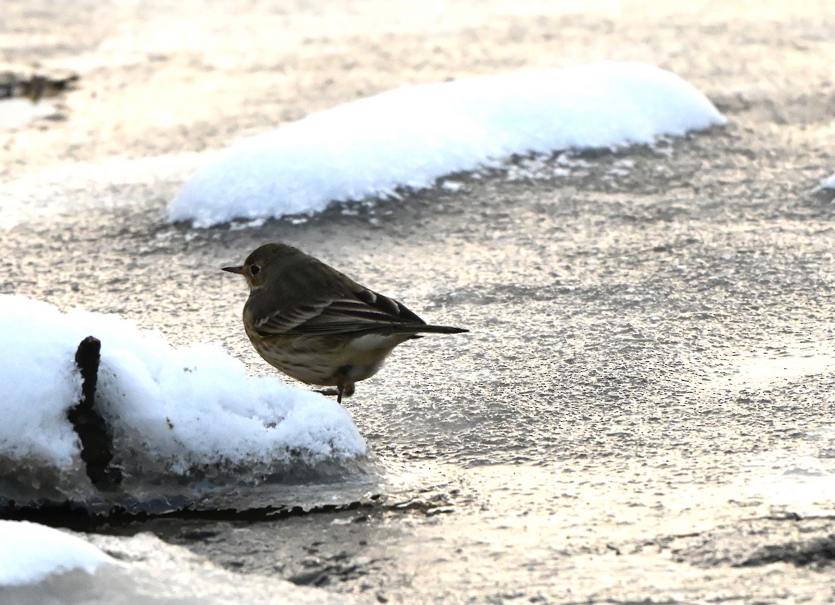 American Pipit - ML646321699