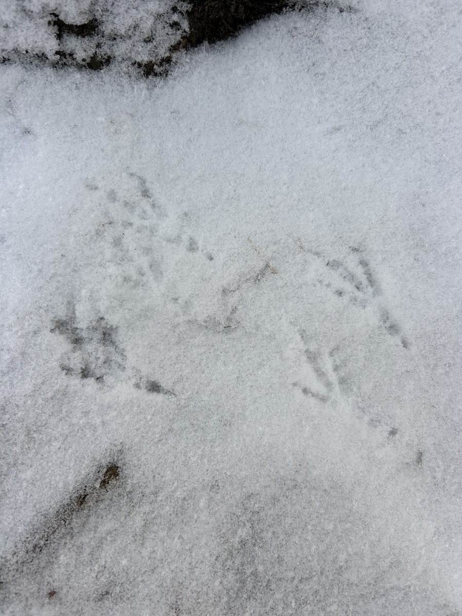 kragejerpe - ML646321704