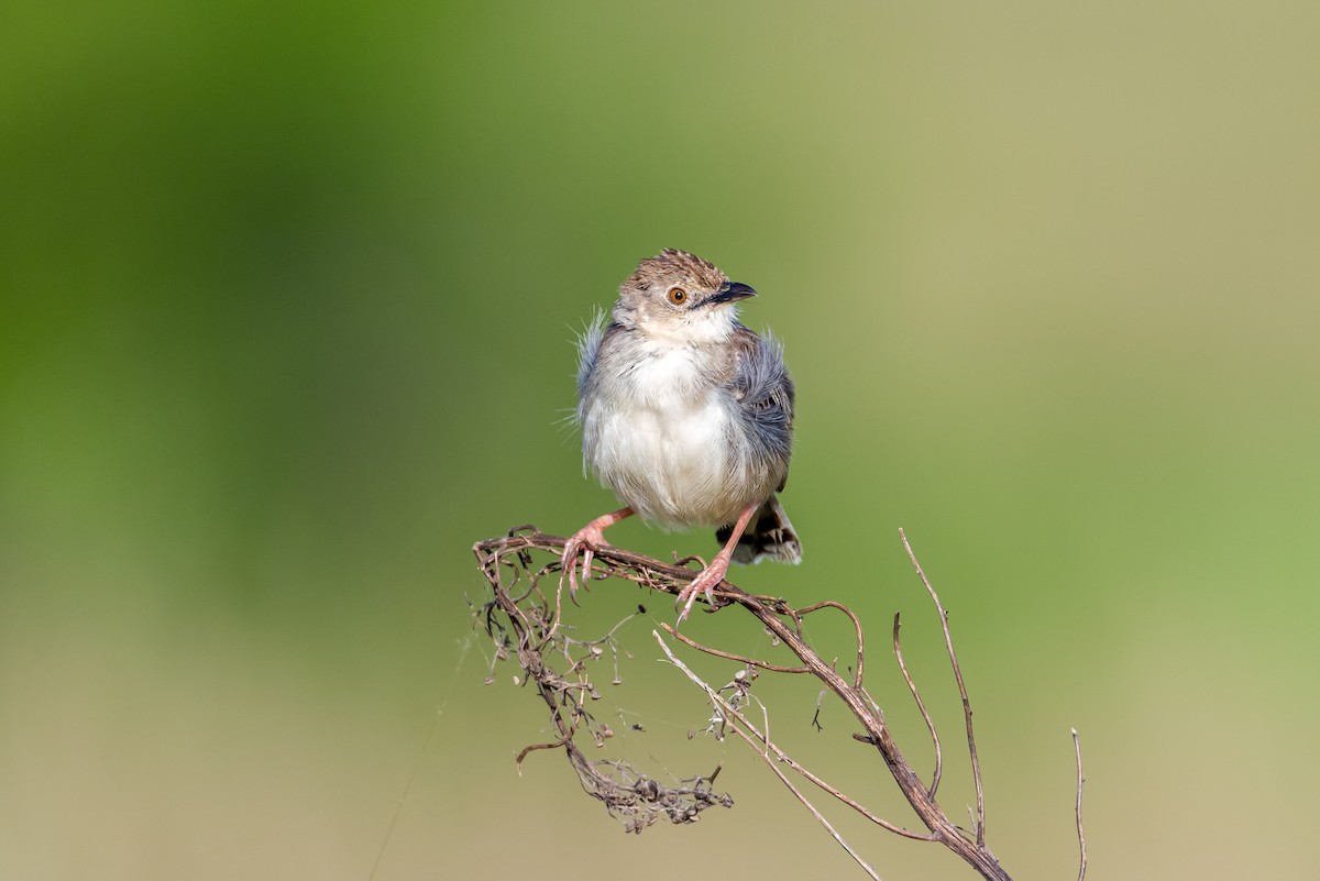 Rotscheitel-Zistensänger - ML646321706