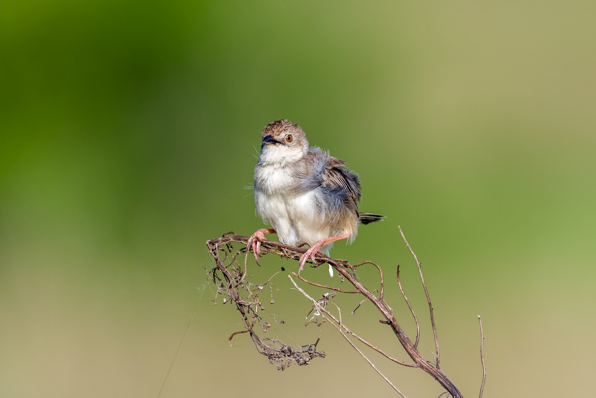 Rotscheitel-Zistensänger - ML646321707