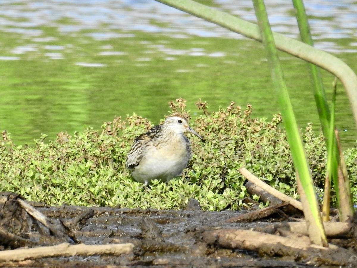 jespák klínoocasý - ML646321708