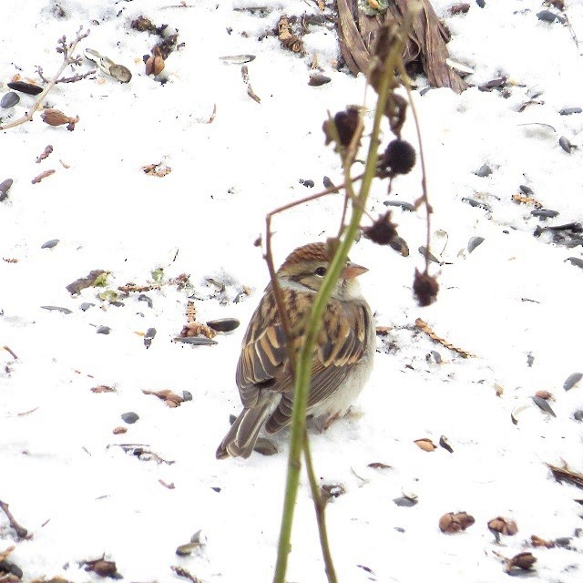 Chipping Sparrow - ML646321711