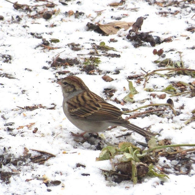 Chipping Sparrow - ML646321712