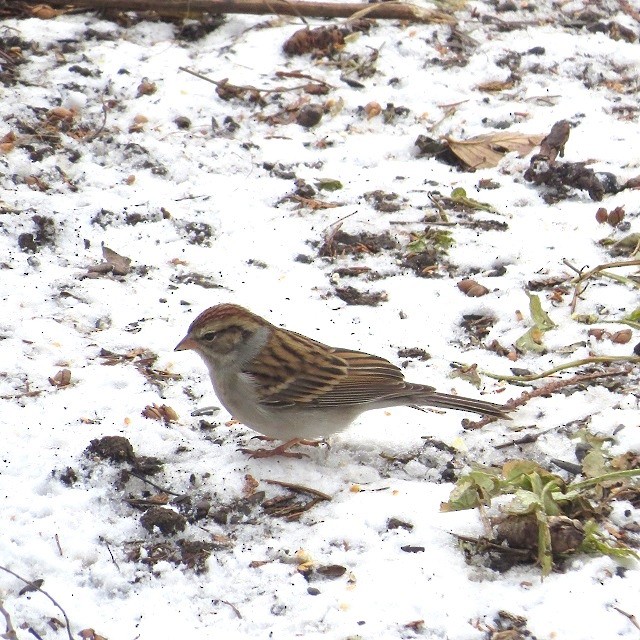 Chipping Sparrow - ML646321713