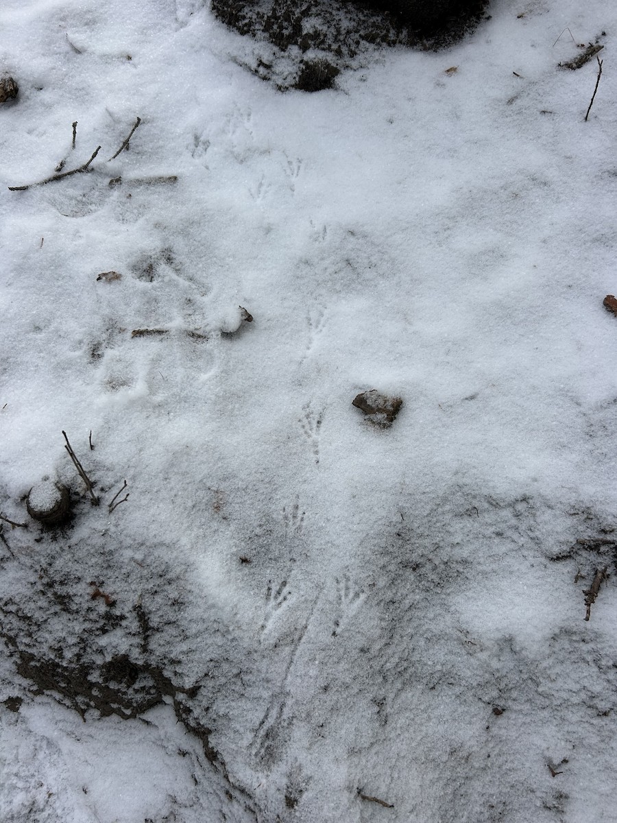 kragejerpe - ML646321719