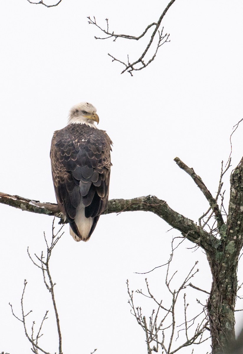 Bald Eagle - ML646321721