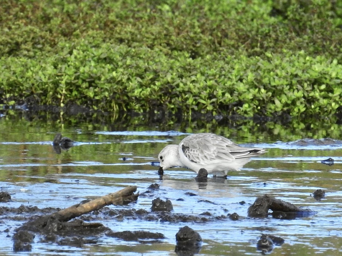 jespák písečný - ML646321722