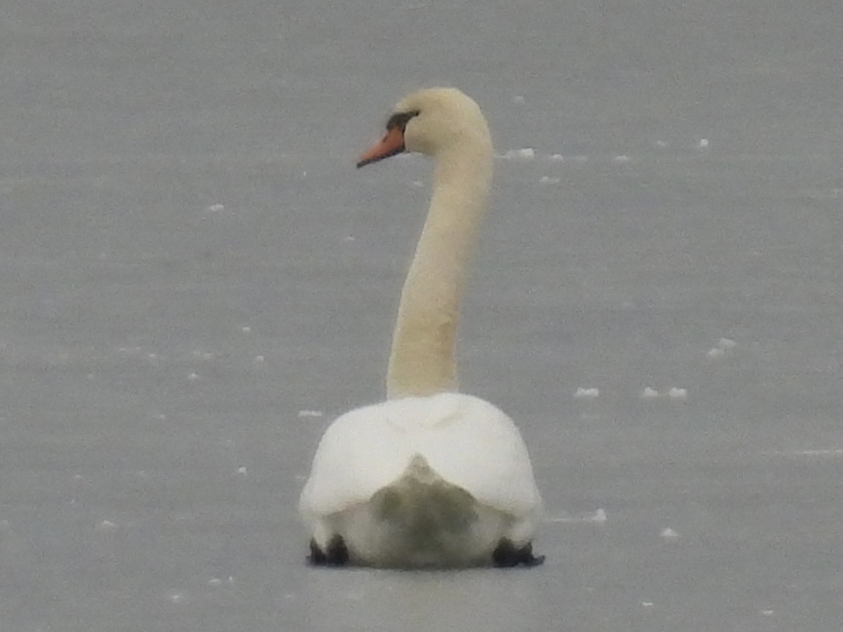 Лебідь-шипун - ML646321723