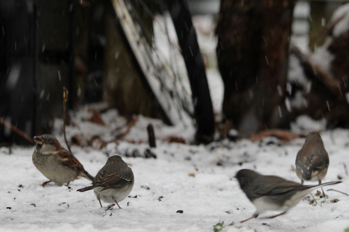 House Sparrow - ML646321724