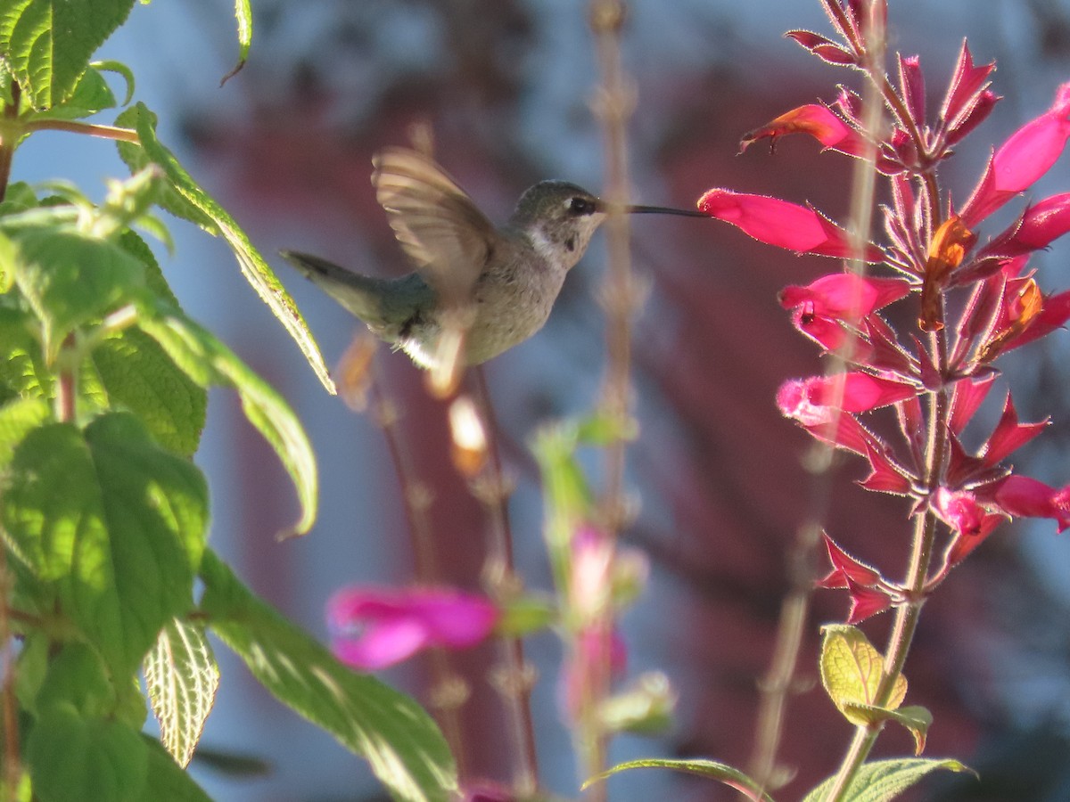 Black-chinned Hummingbird - ML646321726