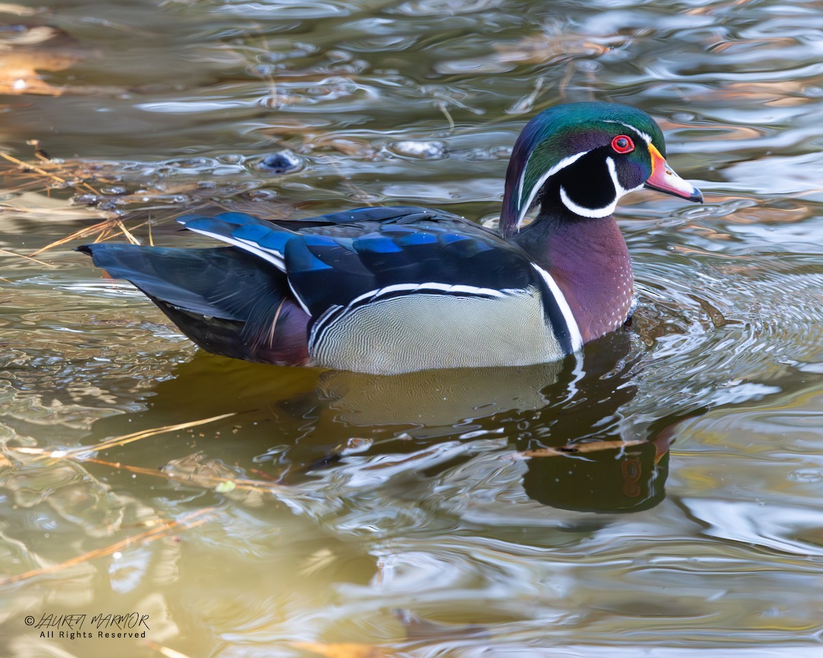 Ahate karolinarra - ML646321728