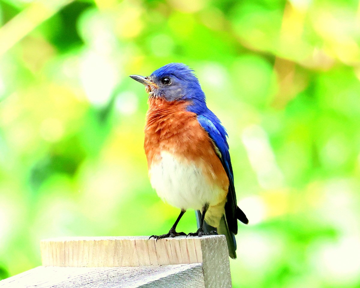 Eastern Bluebird - ML646321732