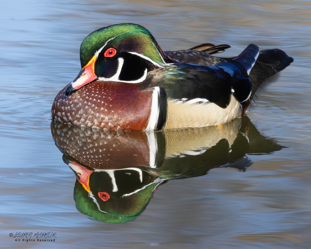 Ahate karolinarra - ML646321734