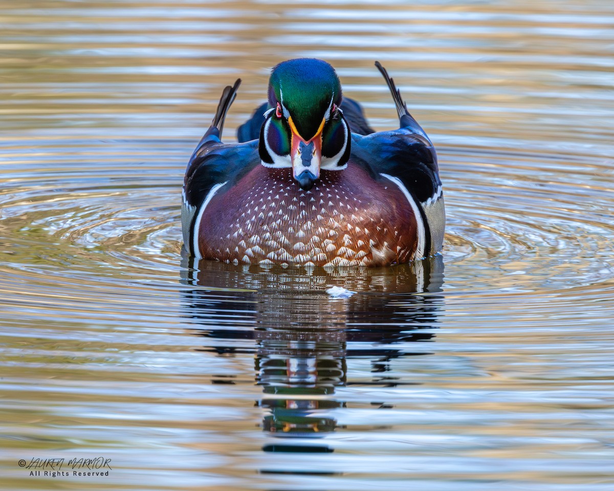 Ahate karolinarra - ML646321735