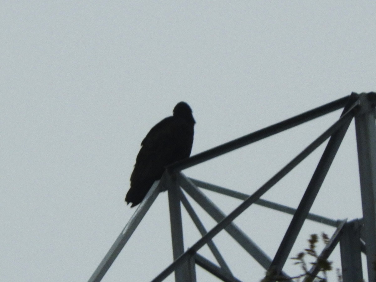 Turkey Vulture - ML646321741