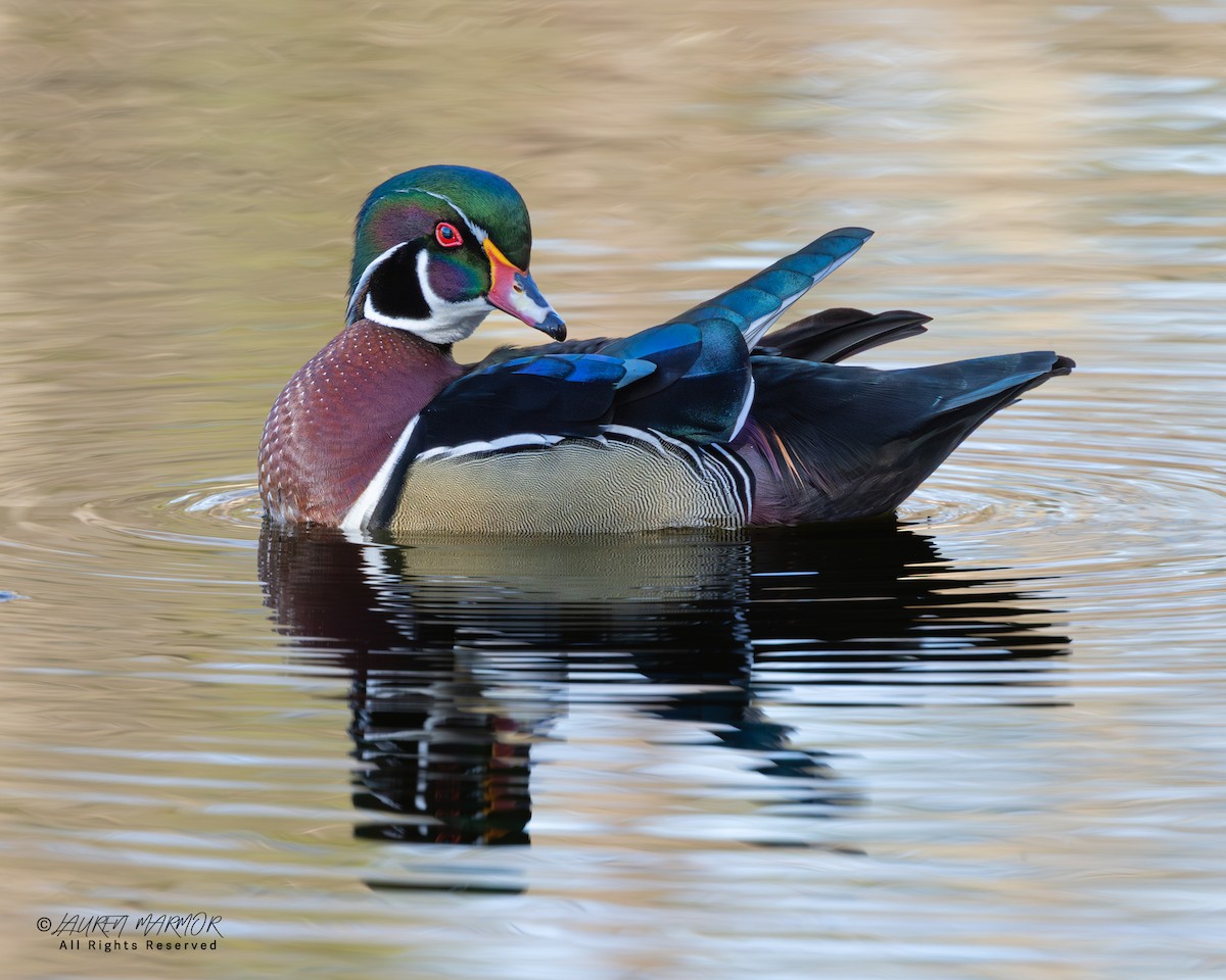 Ahate karolinarra - ML646321743