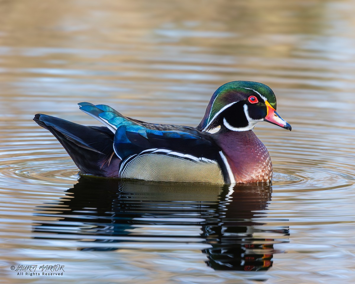 Ahate karolinarra - ML646321745