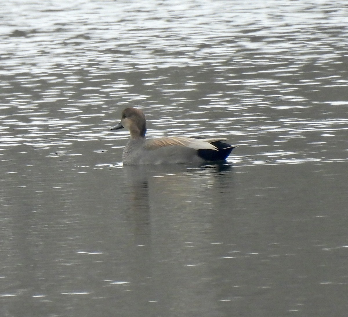 Серая утка - ML646321747