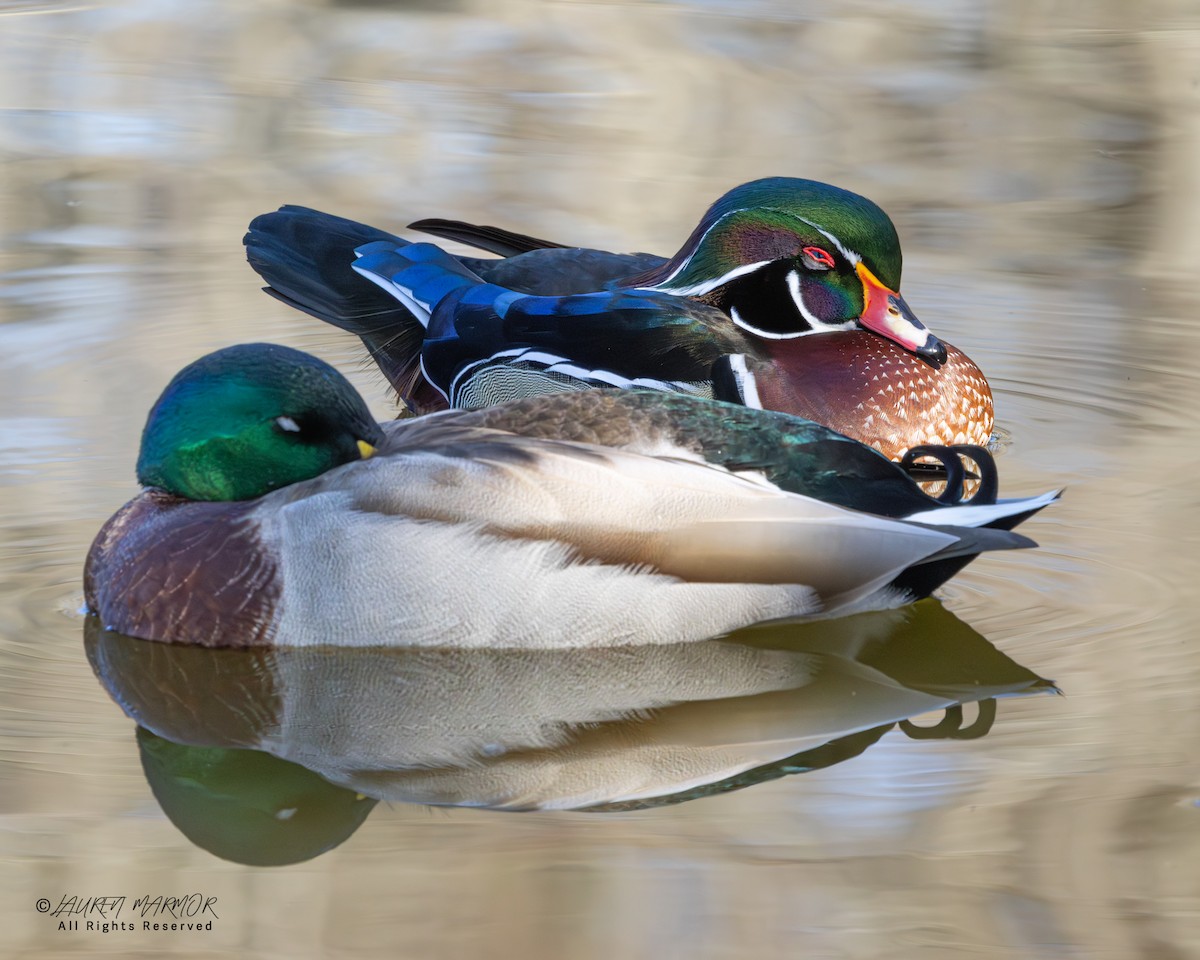 Ahate karolinarra - ML646321749