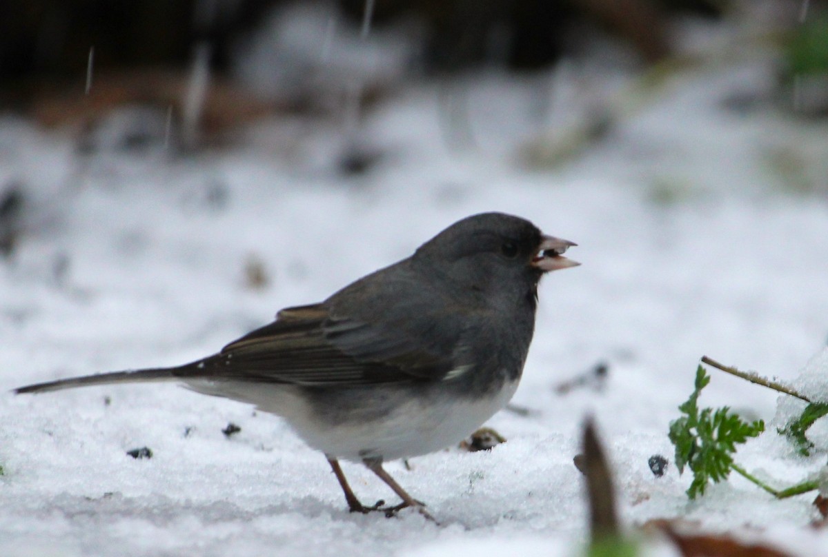 Dark-eyed Junco - ML646321750