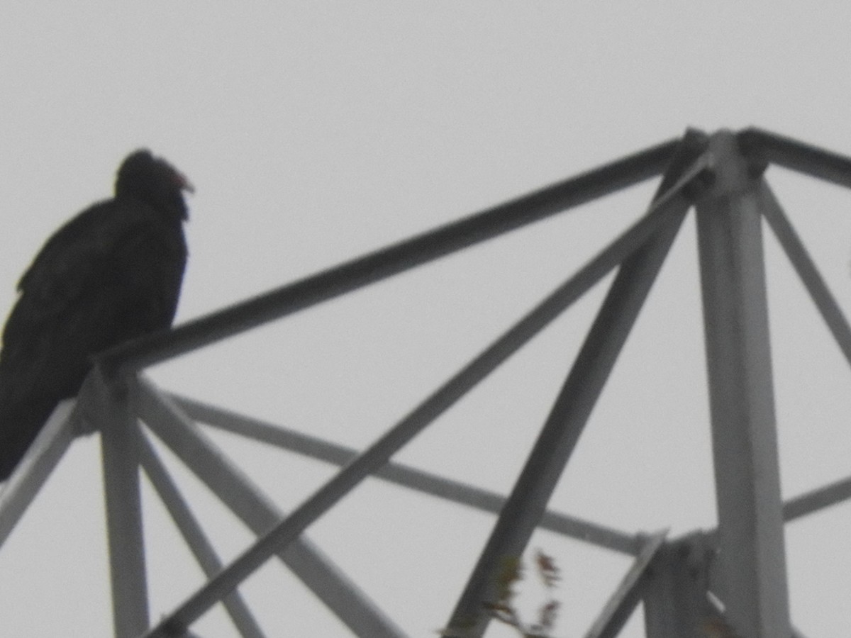 Turkey Vulture - ML646321751