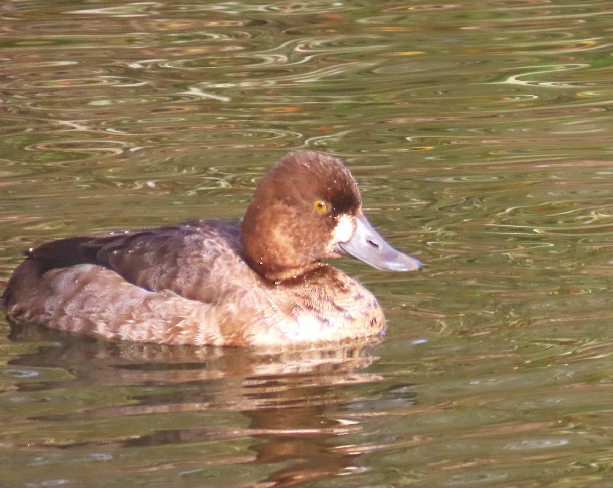 コスズガモ - ML646321752