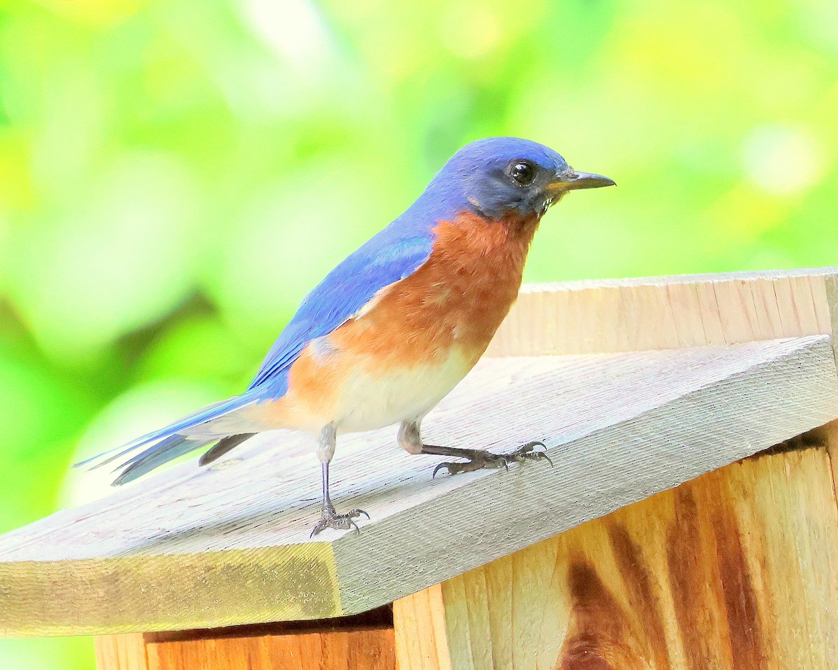 Eastern Bluebird - ML646321753