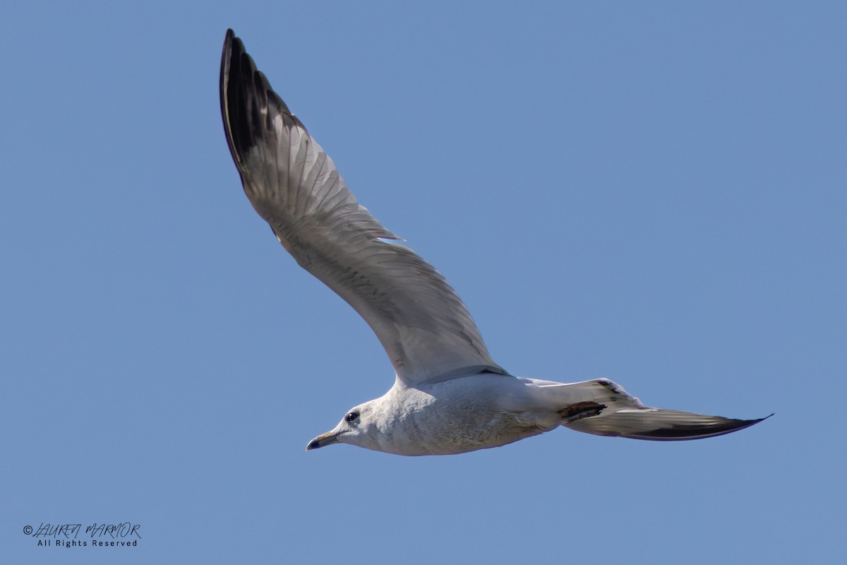 Delawareko kaioa - ML646321754