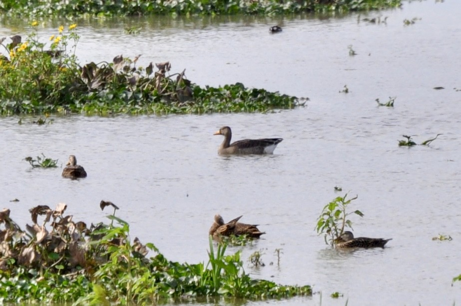 Greater White-fronted Goose - ML646321755