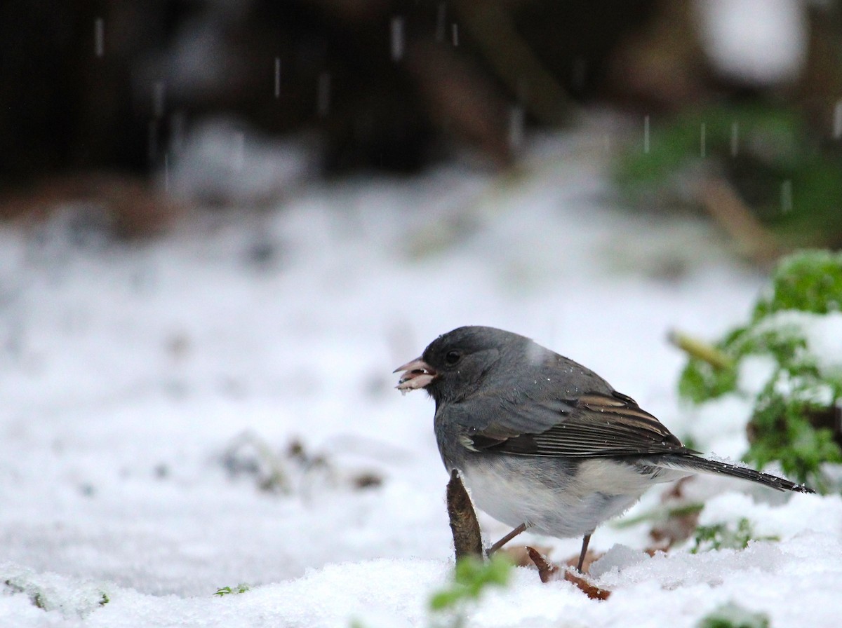 Dark-eyed Junco - ML646321756