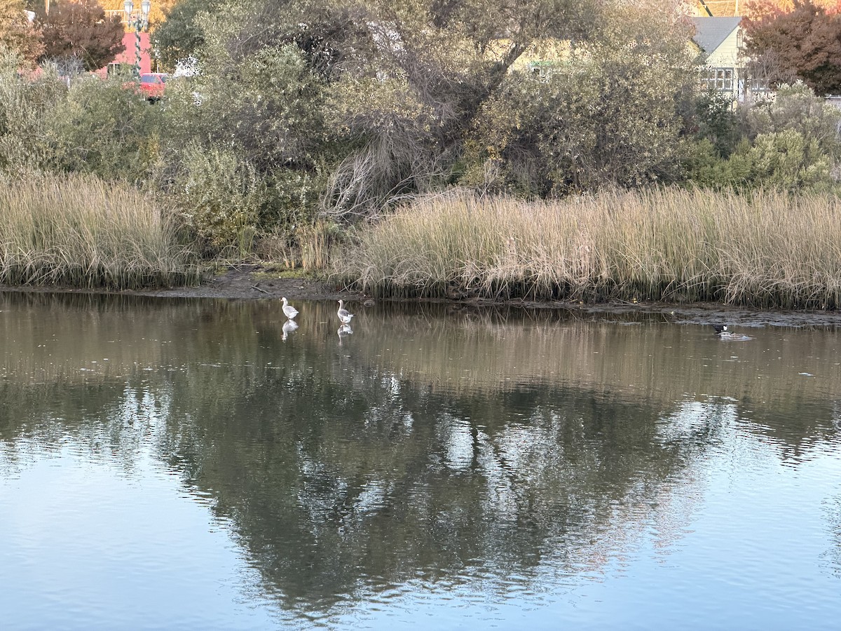 Antzara hankagorrizta (etxekoa) - ML646321759