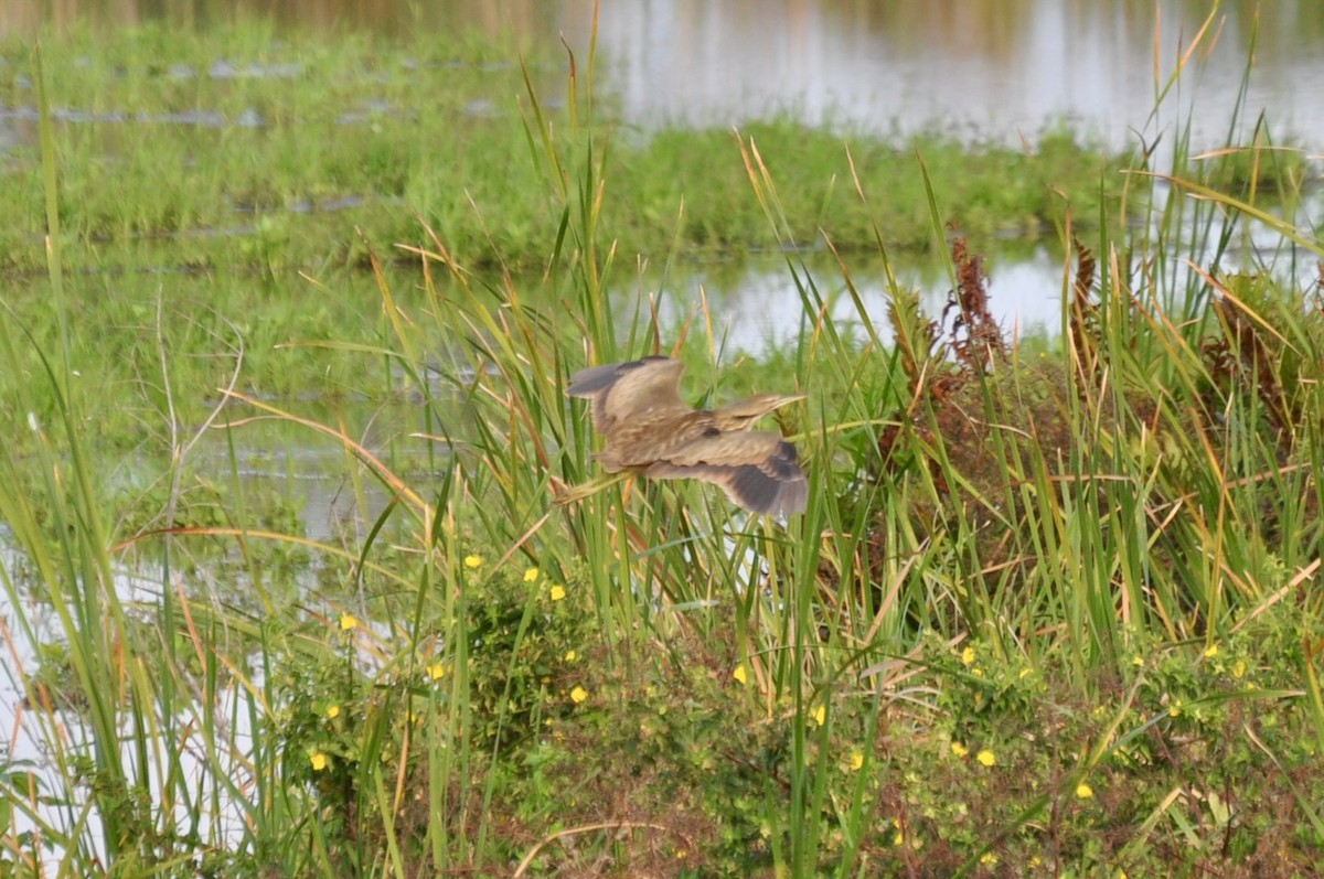 bukač severoamerický - ML646321761
