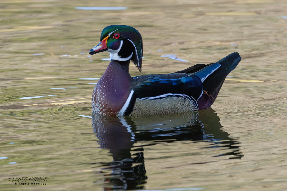 Ahate karolinarra - ML646321764