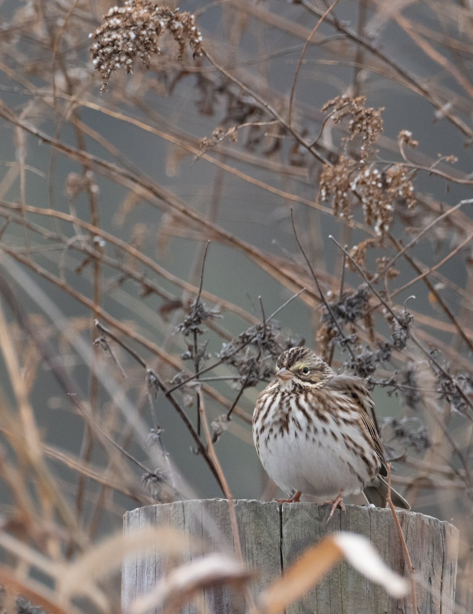 稀樹草鵐 - ML646321765