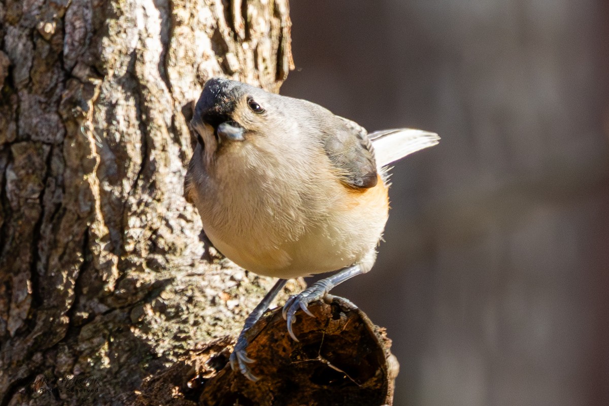 Tufted Titmouse - ML646321766