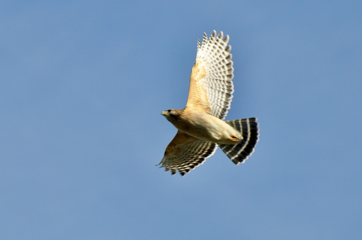 Red-shouldered Hawk (lineatus Group) - ML646321767