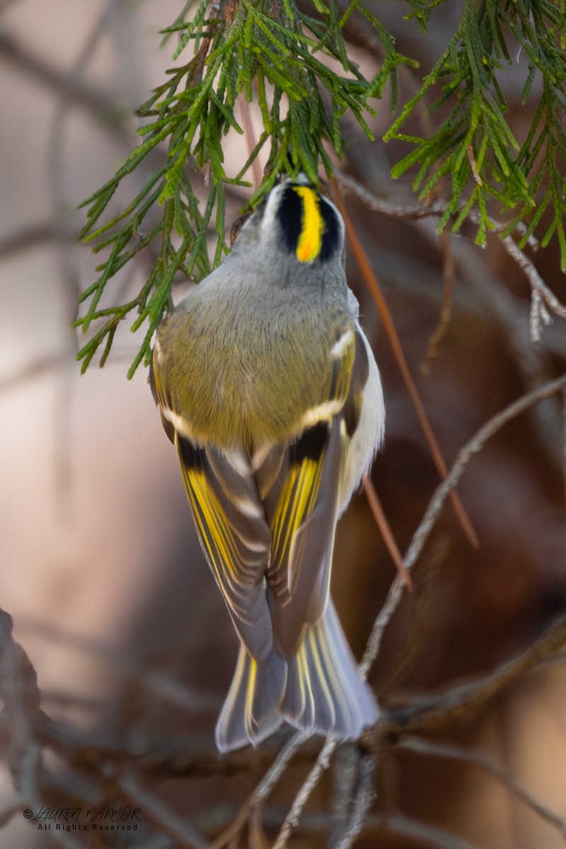 Erregetxo amerikarra - ML646321768