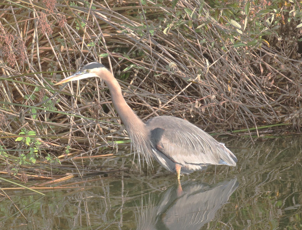 オオアオサギ - ML646321771