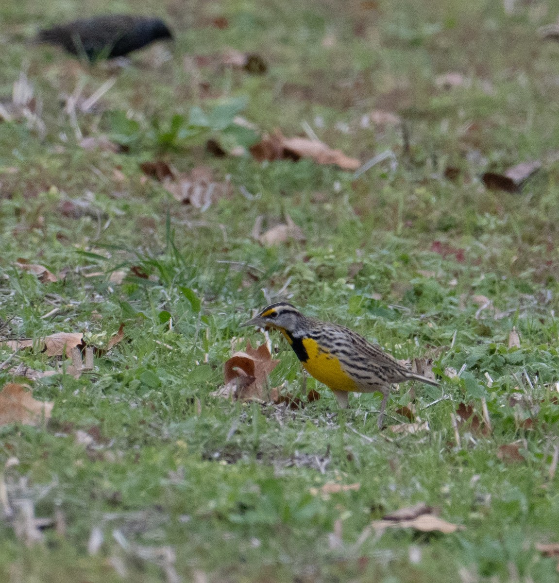 Eastern Meadowlark - ML646321773