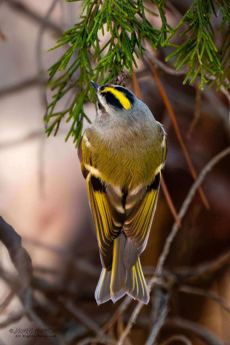 Erregetxo amerikarra - ML646321774