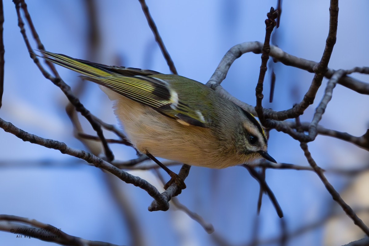 Erregetxo amerikarra - ML646321775