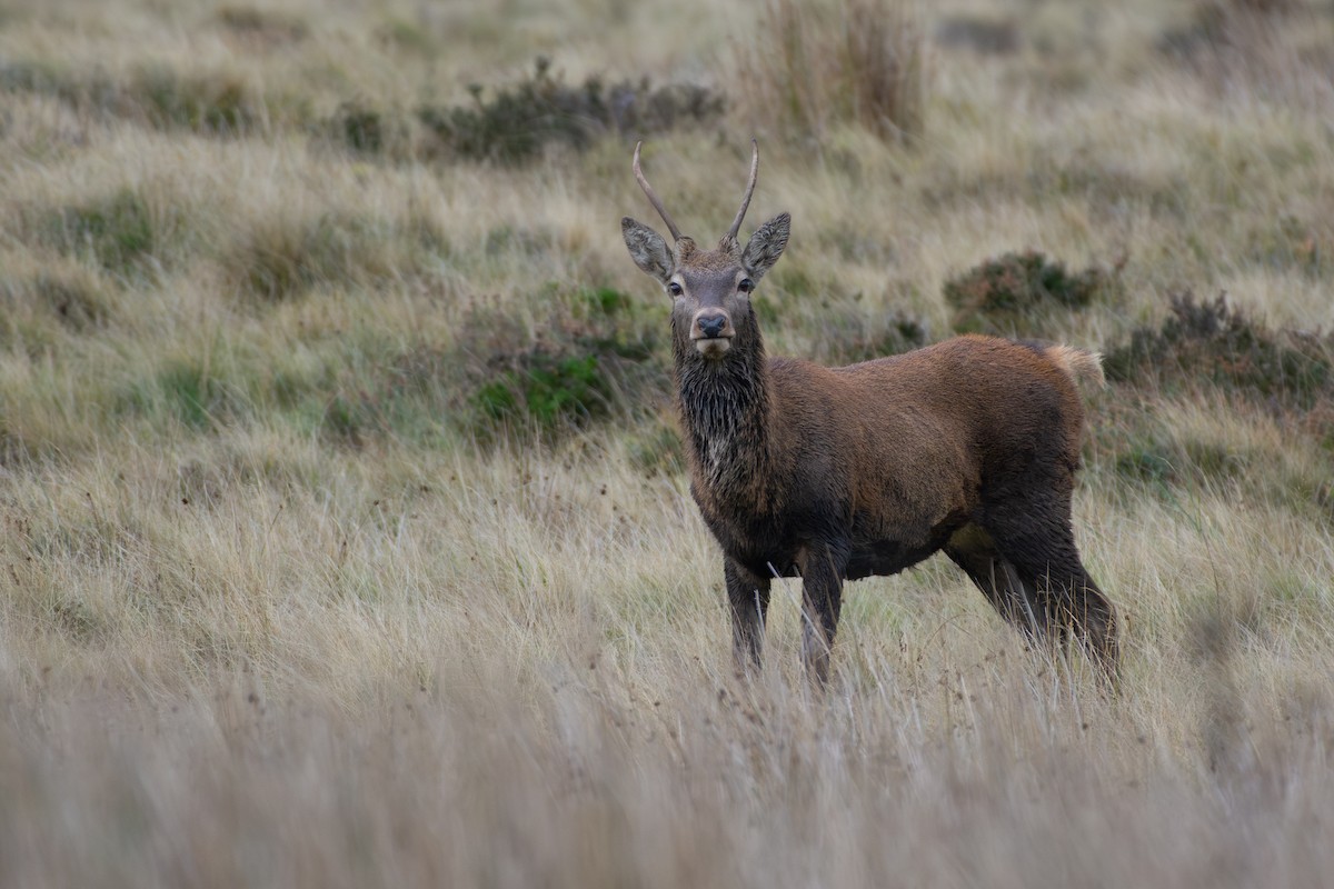 Cervo nobile - ML646321776