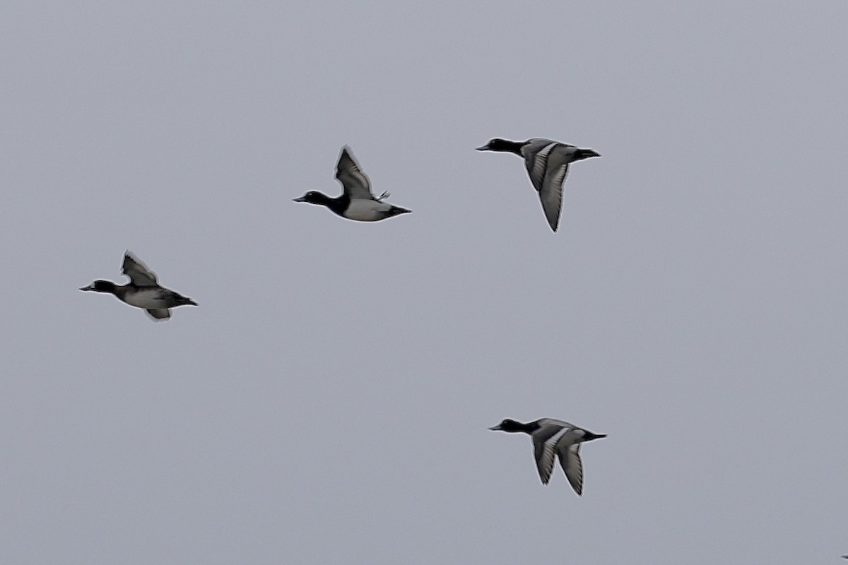Lesser Scaup - ML646321777